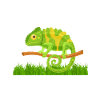 Cadeaux Caméléon