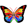 Regenbogen Schmetterling 
