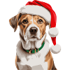 Cute dog with Christmas hat