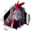 Poulet - papier déchiré