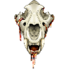 Slime Skull