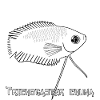 Trichogaster chuna