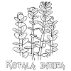 Rotala indica
