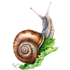 Edible snail