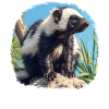 Skunks Skunk