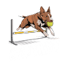 Flyball Dog Sports