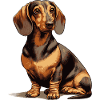 Sitting Dachshund