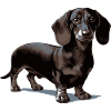 Dachshund
