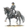 Totilas at a strong trot