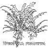 Hygrophilia pinnatifida