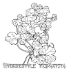 Hydrocotyle tripartita