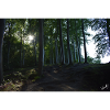 Forest whispers