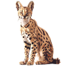 Servale Serval