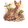 Servale Serval