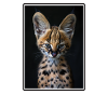 Servale Serval