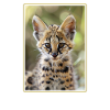 Servale Serval