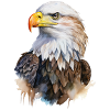 Bald eagle