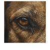 Hundeauge