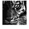 Tigerauge
