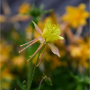 Ancolie - Aquilegia