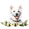 Dog-friendly flower wreath