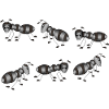 Ants
