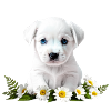 Delicate puppy with daisies