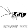 Neocaridina davidi (shrimp)