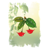 Lippenbeeren