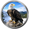 Eagle Animal - 1