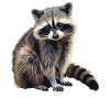 Waschbären Waschbär