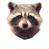 Waschbären Waschbär