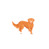 Funny Golden Retriever Dog