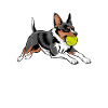 Flyball Hundesport