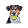 Flyball Sports canins