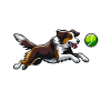 Flyball Dog Sports