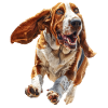 Basset