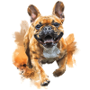 Bulldogge