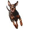 Dobermann