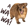 Hyrax Awawa ! - Highlander hurlant