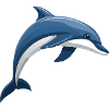 Dolphin jumping blue and white