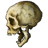 Schädel