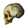 Skull 2