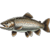 Trout