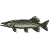Brochet