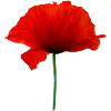 Mohnblume