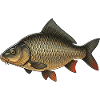 Carp Fishing Fishing