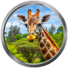 Giraffe Animal