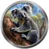 Koala Animal