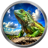 Iguana Animal